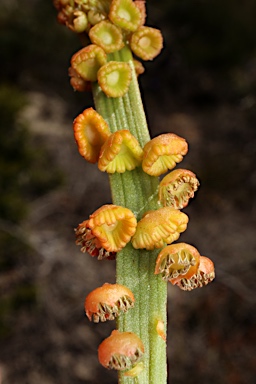 APII jpeg image of Tersonia cyathiflora  © contact APII