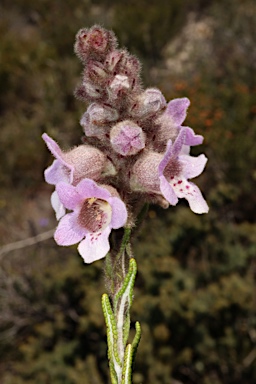 APII jpeg image of Hemiphora bartlingii  © contact APII