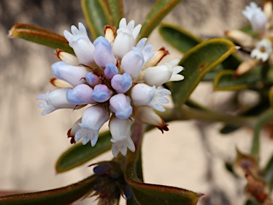 APII jpeg image of Conospermum nervosum  © contact APII