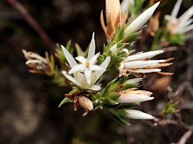 APII jpeg image of Andersonia heterophylla  © contact APII