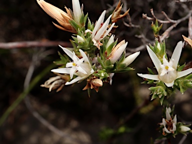 APII jpeg image of Andersonia heterophylla  © contact APII