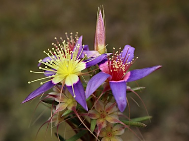 APII jpeg image of Calytrix depressa  © contact APII