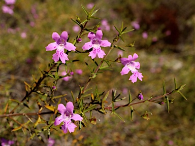 APII jpeg image of Hemiandra glabra  © contact APII