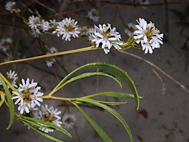 APII jpeg image of Scaevola thesioides subsp. thesioides  © contact APII