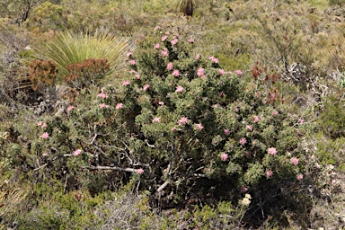 APII jpeg image of Isopogon dubius  © contact APII