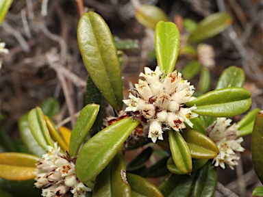 APII jpeg image of Stenanthemum reissekii  © contact APII