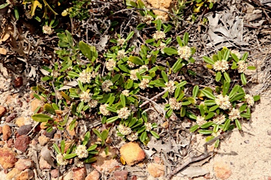 APII jpeg image of Stenanthemum reissekii  © contact APII