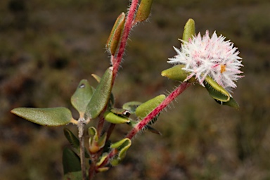 APII jpeg image of Leucopogon plumuliflorus  © contact APII