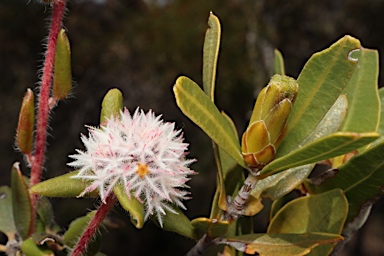 APII jpeg image of Leucopogon plumuliflorus  © contact APII