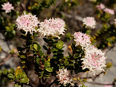 APII jpeg image of Pimelea ferruginea  © contact APII