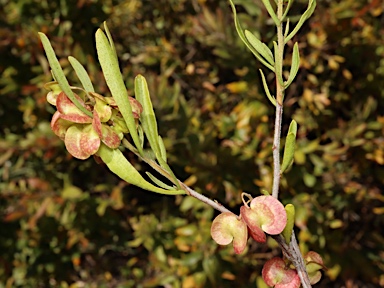 APII jpeg image of Dodonaea hackettiana  © contact APII