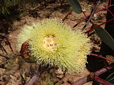 APII jpeg image of Eucalyptus youngiana  © contact APII