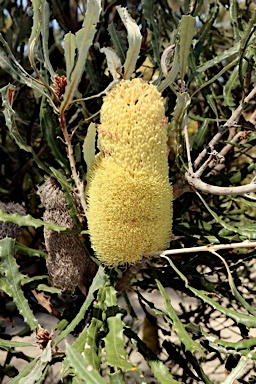 APII jpeg image of Banksia pilostylis  © contact APII