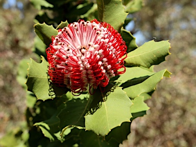 APII jpeg image of Banksia coccinea  © contact APII