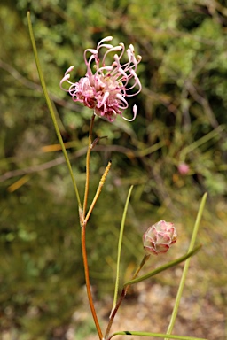 APII jpeg image of Grevillea bracteosa  © contact APII