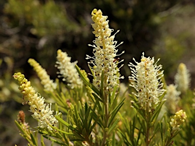 APII jpeg image of Grevillea  © contact APII