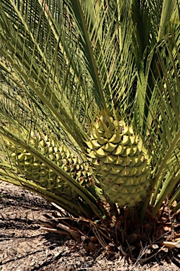 APII jpeg image of Macrozamia fraseri  © contact APII