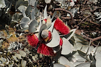 APII jpeg image of Eucalyptus macrocarpa subsp. elachantha  © contact APII