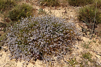 APII jpeg image of Scaevola thesioides  © contact APII