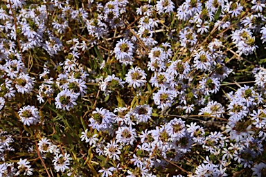 APII jpeg image of Scaevola thesioides  © contact APII