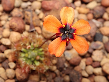 APII jpeg image of Drosera platystigma  © contact APII