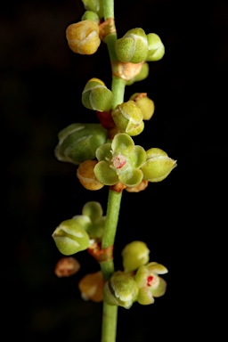 APII jpeg image of Muehlenbeckia adpressa  © contact APII