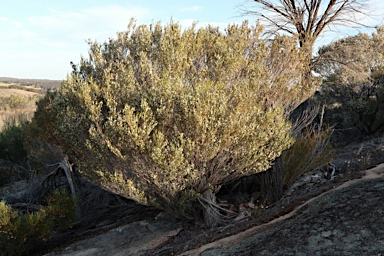 APII jpeg image of Thryptomene australis subsp. australis  © contact APII