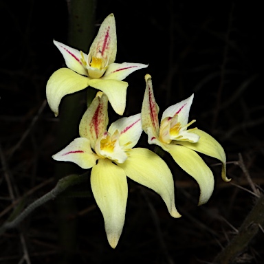 APII jpeg image of Caladenia flava subsp. flava  © contact APII