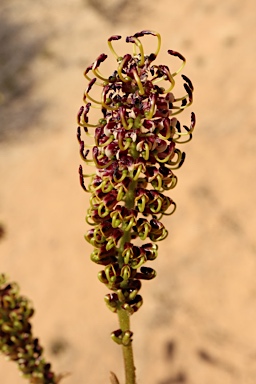 APII jpeg image of Grevillea eryngioides  © contact APII