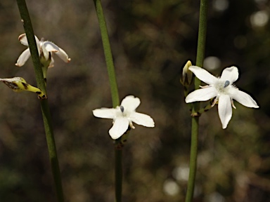 APII jpeg image of Orianthera tortuosa  © contact APII