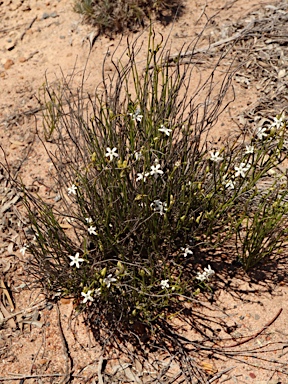 APII jpeg image of Orianthera tortuosa  © contact APII