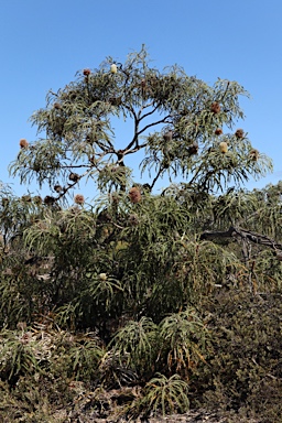 APII jpeg image of Banksia speciosa  © contact APII