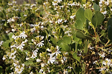 APII jpeg image of Scaevola crassifolia  © contact APII