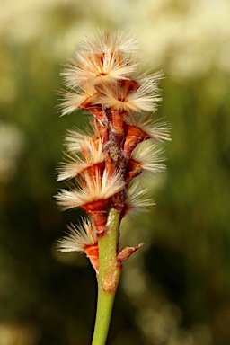 APII jpeg image of Conospermum teretifolium  © contact APII