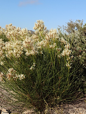 APII jpeg image of Conospermum teretifolium  © contact APII