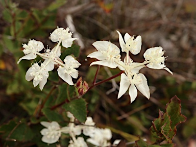 APII jpeg image of Xanthosia rotundifolia  © contact APII