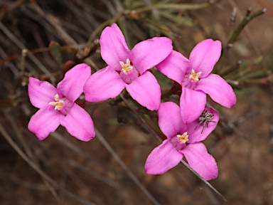 APII jpeg image of Boronia crenulata  © contact APII