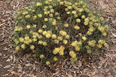 APII jpeg image of Petrophile longifolia  © contact APII