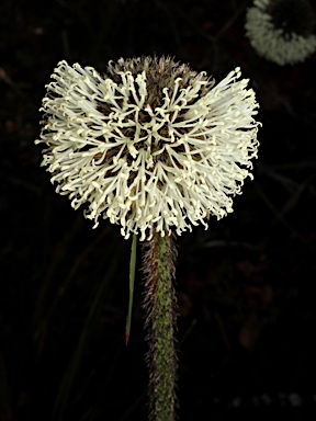 APII jpeg image of Dasypogon bromeliifolius  © contact APII