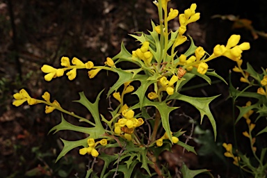 APII jpeg image of Synaphea polymorpha  © contact APII