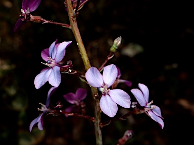 APII jpeg image of Stylidium amoenum  © contact APII