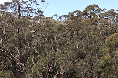 APII jpeg image of Eucalyptus jacksonii  © contact APII