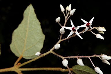 APII jpeg image of Lasiopetalum floribundum  © contact APII