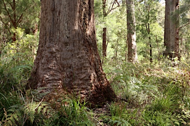 APII jpeg image of Eucalyptus guilfoylei  © contact APII