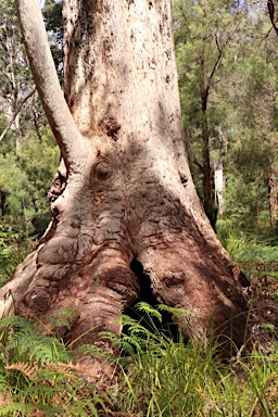 APII jpeg image of Eucalyptus jacksonii  © contact APII
