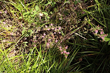APII jpeg image of Thomasia sp. Vasse (C.Wilkins & K.Shepherd CW581)  © contact APII