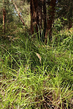 APII jpeg image of Lepidosperma effusum  © contact APII