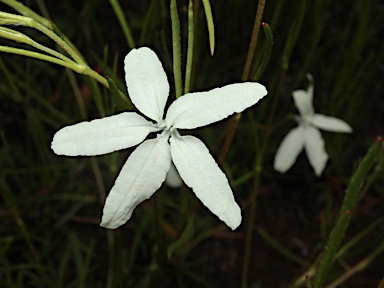 APII jpeg image of Diaspasis filifolia  © contact APII