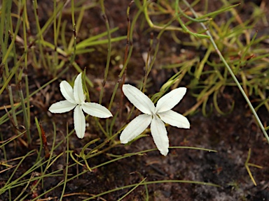 APII jpeg image of Diaspasis filifolia  © contact APII