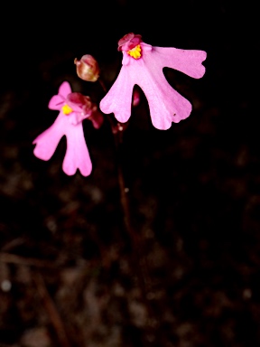 APII jpeg image of Utricularia multifida  © contact APII